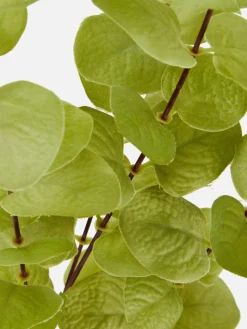 Primark Déco Et Friandises D'Halloween|Tout Halloween|Faux Eucalyptus à Tige Unique